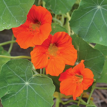 Empress of India Nasturtium Flower Seeds AS2379