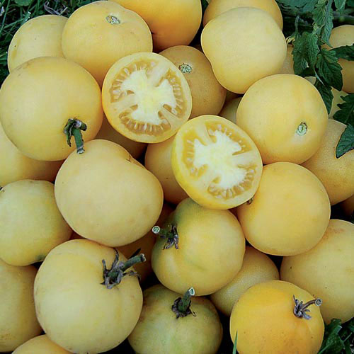 Wapsipinicon Peach Tomato Vegetable Seeds AS2568