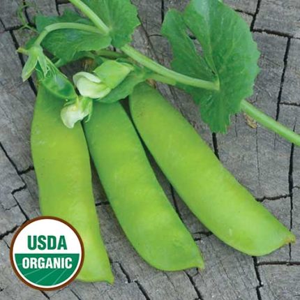 British Wonder Pea Vegetable Seeds AS2220