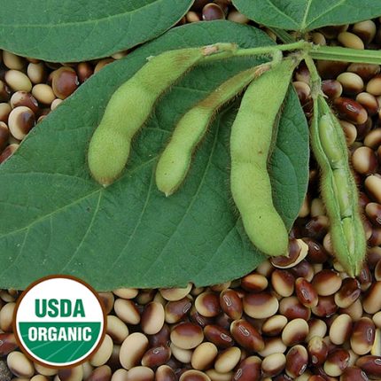 Agate Soybean Vegetable Seeds AS2273