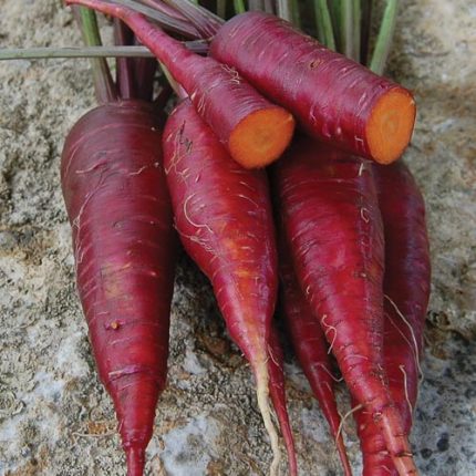 Dragon Carrot Vegetable Seeds AS2050