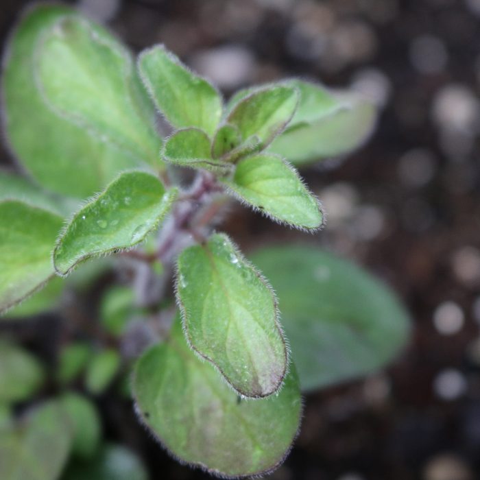 Greek Oregano Herb Seeds AS2437