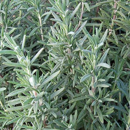 Rosemary Herb Seeds AS2622