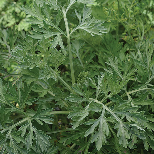 Wormwood Herb Seeds AS2634