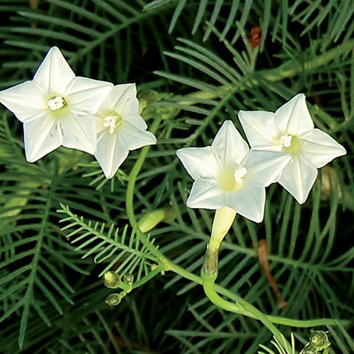 White Cypress Vine Flower Seeds AS2615