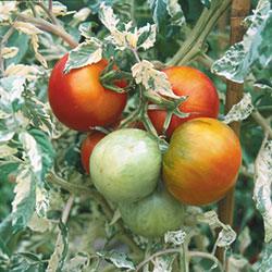 Variegated Tomato Herb Seeds AS2449