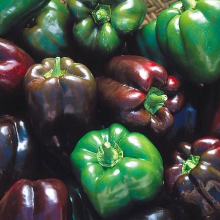 Chocolate Beauty Pepper Vegetable Seeds AS2243