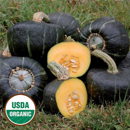 Burgess Buttercup Squash Vegetable Seeds AS2287