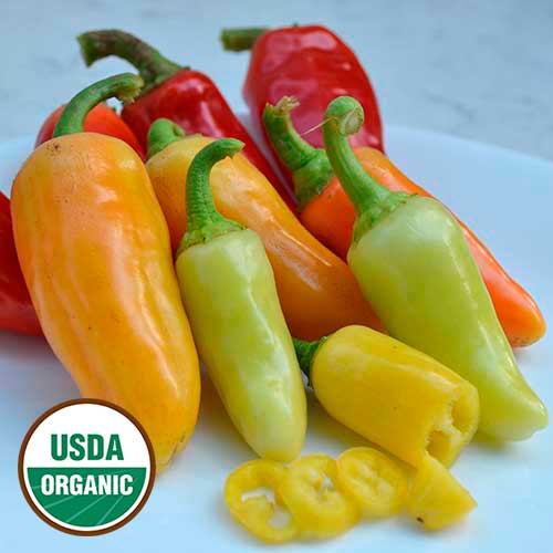 Wenk's Yellow Hots Pepper Vegetable Seeds AS2503