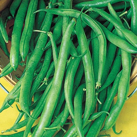 Blue Lake Pole Bean Seed