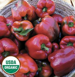 Wisconsin Lakes Pepper Vegetable Seeds AS2504