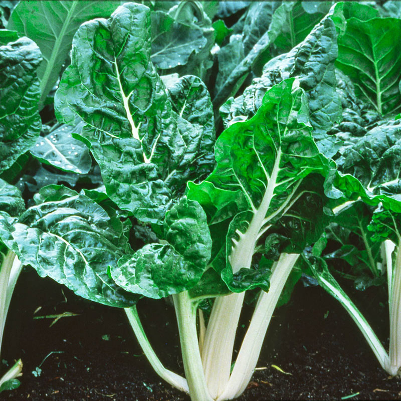 Swiss Lucullus Chard Seed