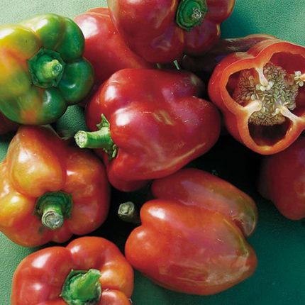 Bull Nose Bell Pepper Vegetable Seeds AS2239