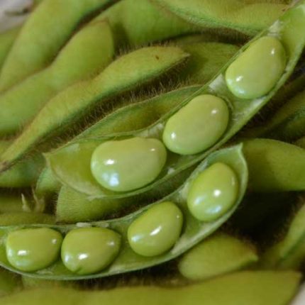 Fiskeby Soybean Vegetable Seeds AS2275