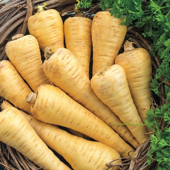 All American Parsnip Seed