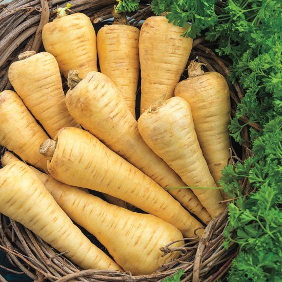 All American Parsnip Seed