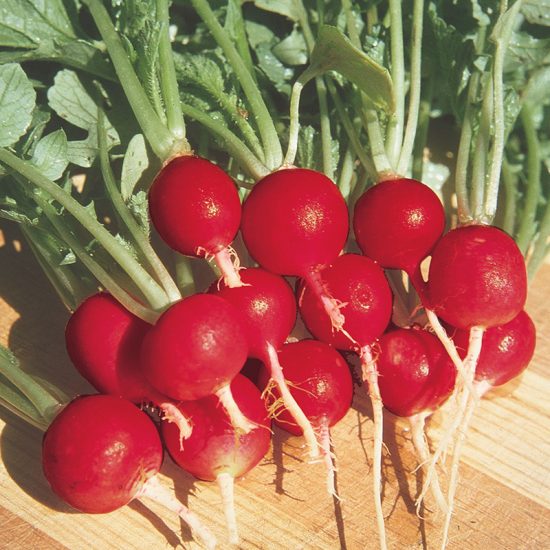 Champion Radish Seed