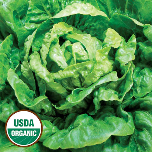 Winter Density Lettuce Vegetable Seeds AS2469