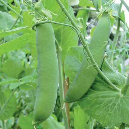 Champion of England Pea Vegetable Seeds AS2221