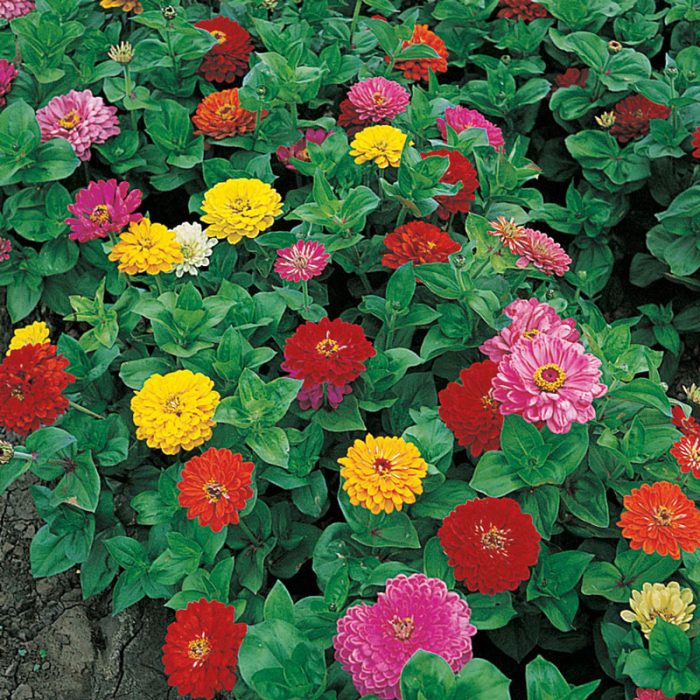 Anniversary Zinnia Seed