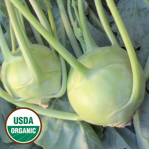 White Vienna Kohlrabi Vegetable Seeds AS2150