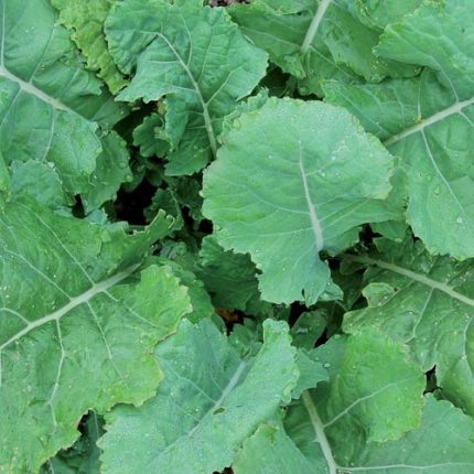 Georgia Southern Collards Vegetable Seeds AS2064