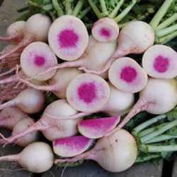 Watermelon Radish Vegetable Seeds AS2262