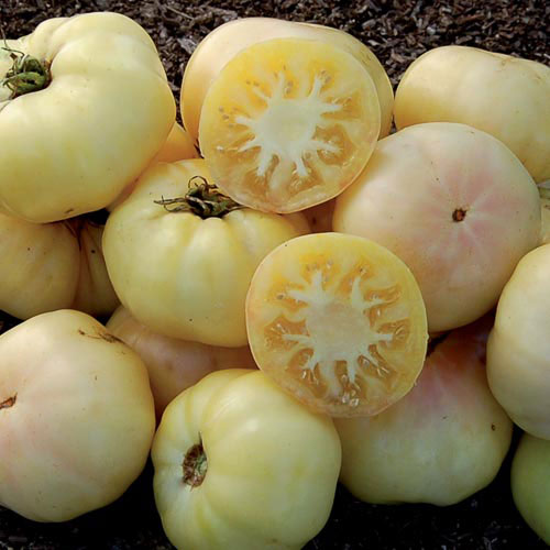 White Tomesol Tomato Vegetable Seeds AS2570