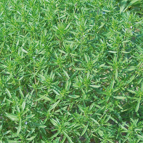 Summer Savory Herb Seeds AS2627