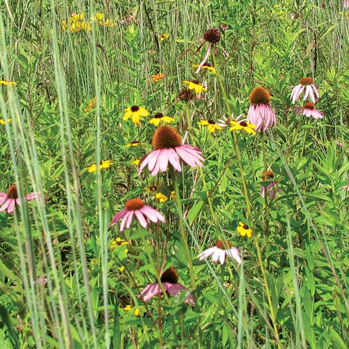 Wet Wildflower Mix Flower Seeds AS2400