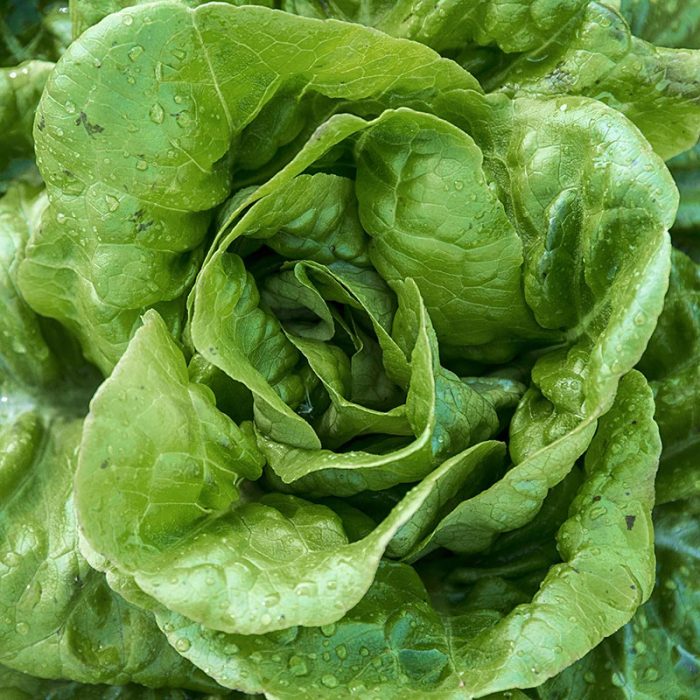 Buttercrunch Head Lettuce Seed