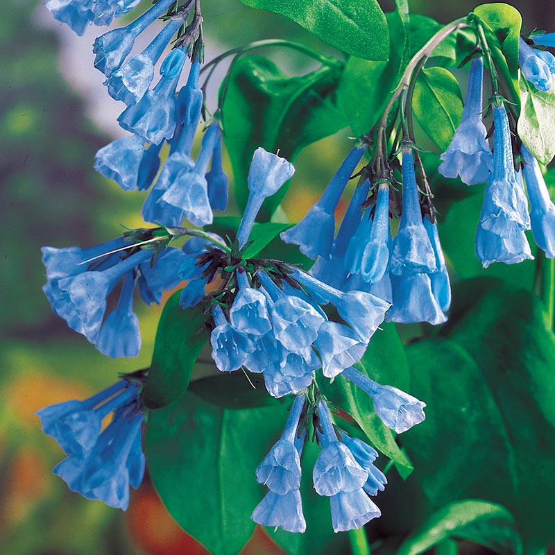 Virginia Bluebells Plant