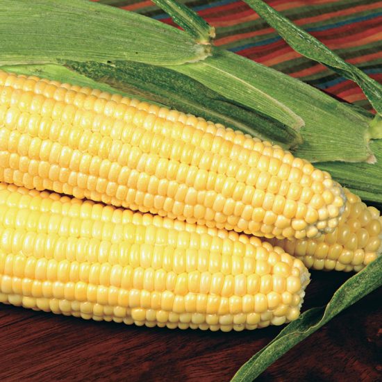 Bodacious RM Hybrid Sweet Corn Seed (se)