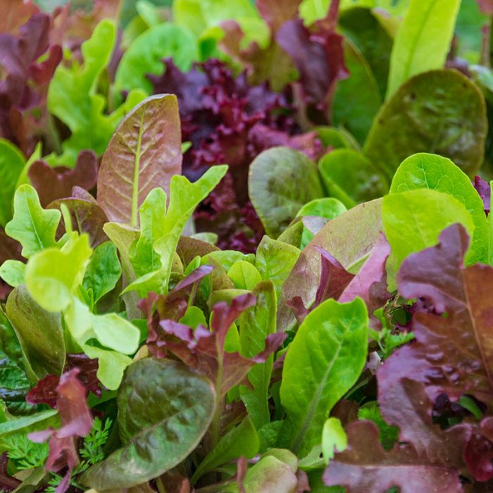 Premium Lettuce Seed Blend