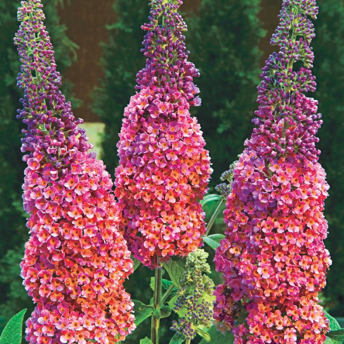 Bicolor Butterfly Bush