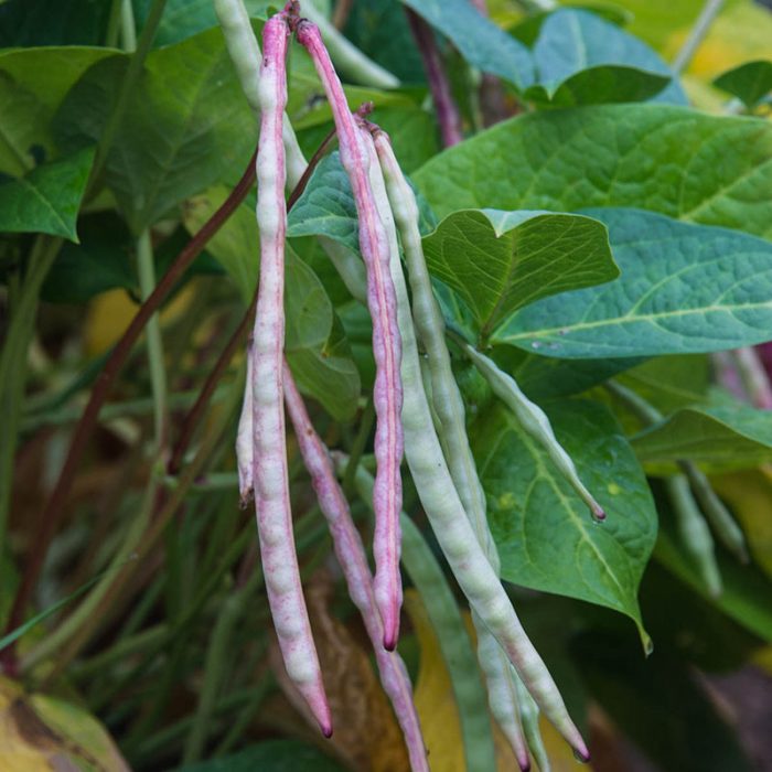 Phenomenal Summerpea Seed