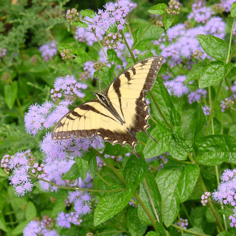 Hardy Ageratum