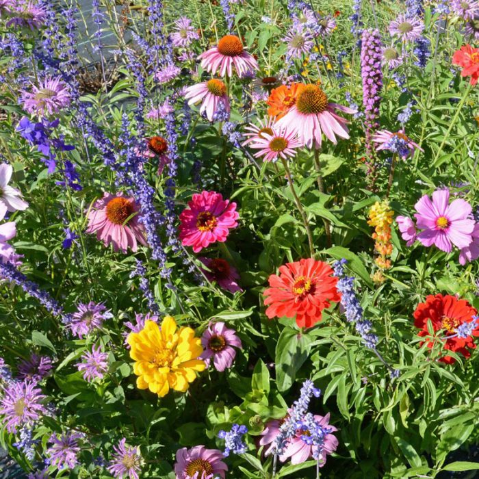 Bumblebee Buffet Flower Seed Mixture