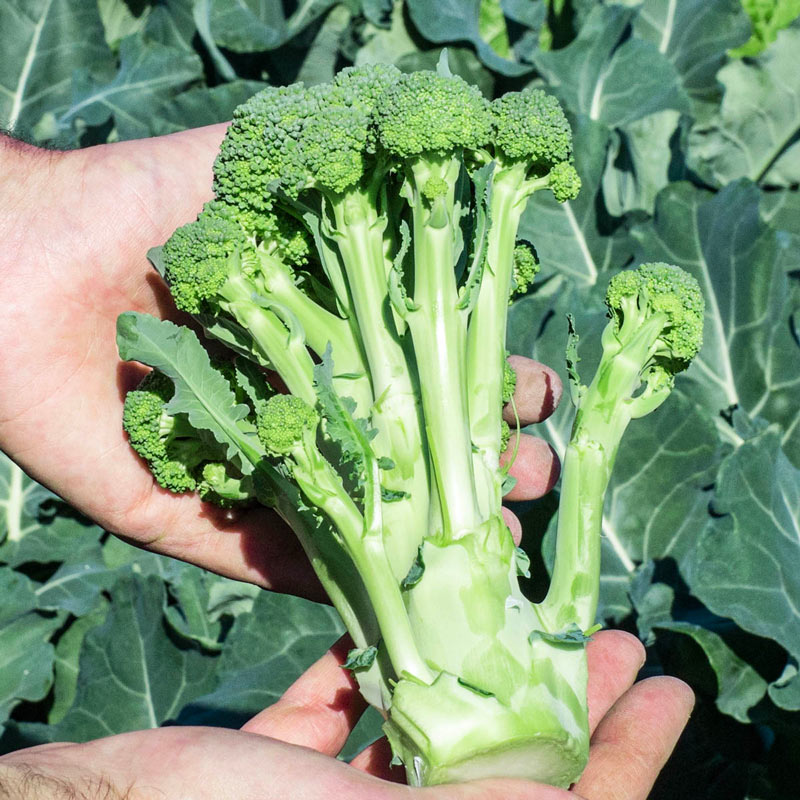 Montebello Hybrid Sprouting Broccoli