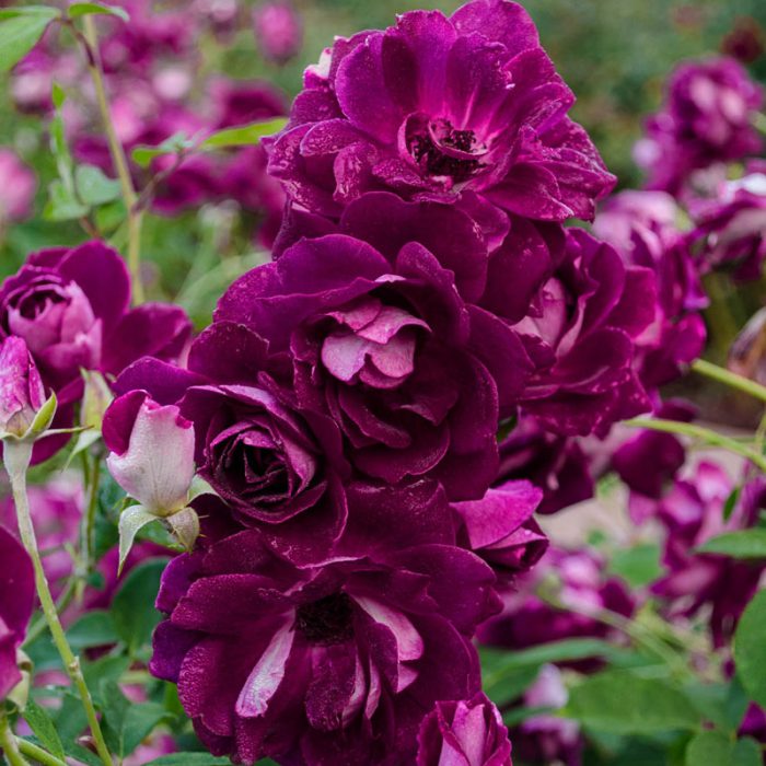 Burgundy Iceberg Floribunda Rose