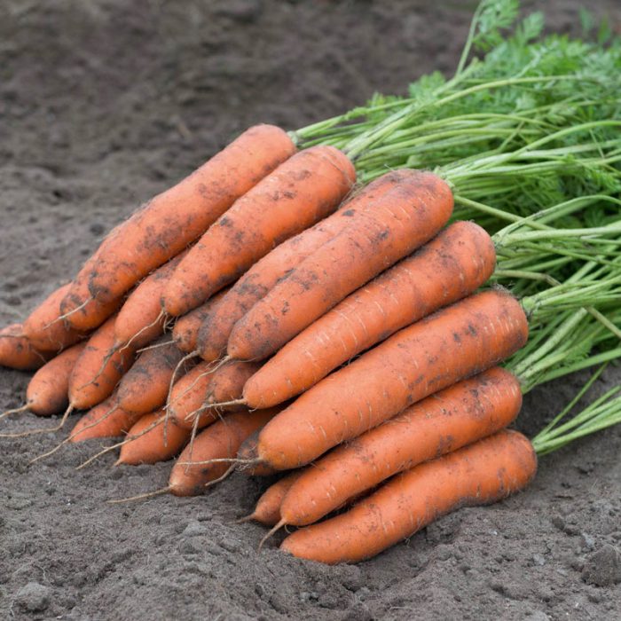 Berlin Hybrid Carrot Seed