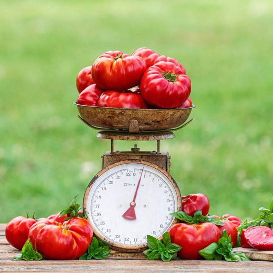 Buffalosteak Hybrid Tomato