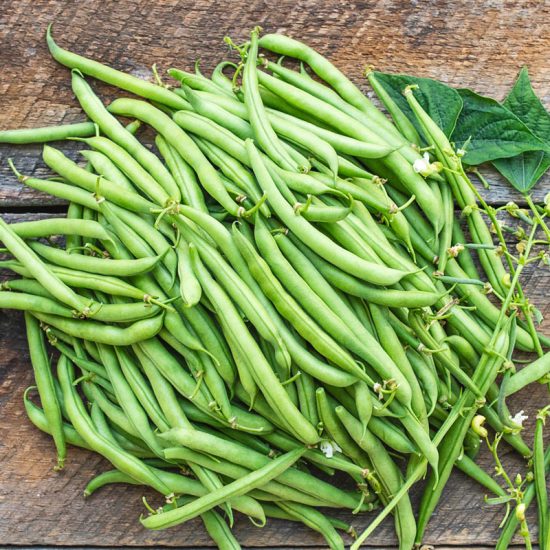 Cantare Bush Bean