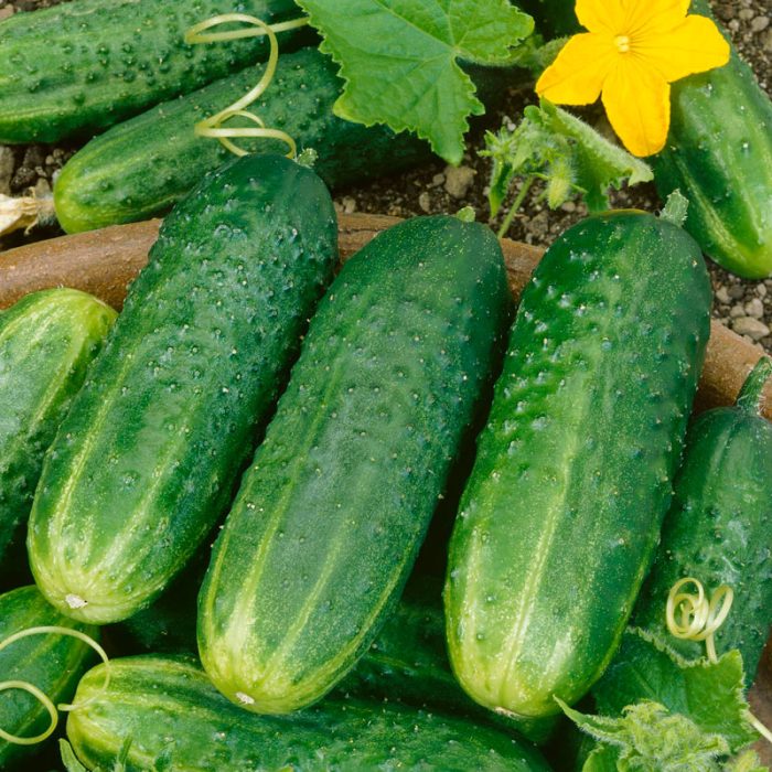 Pic-A-Little Pickling Cucumber Seed