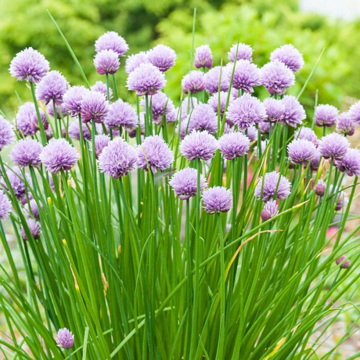 Chive Herb Seed