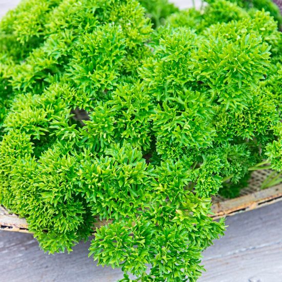 Curled Parsley Herb Seed