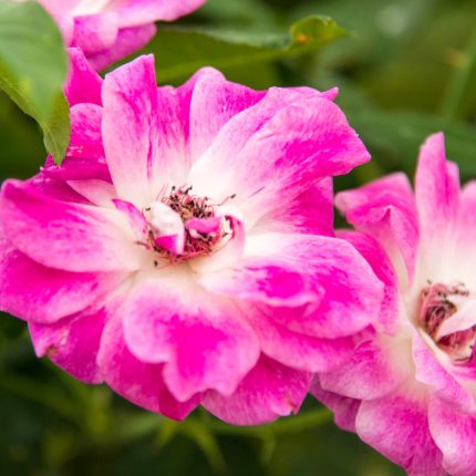 Brilliant Pink Iceberg Rose