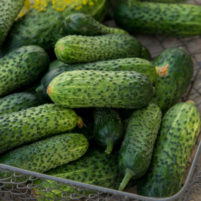 Gherking Pickler Hybrid Cucumber Seed