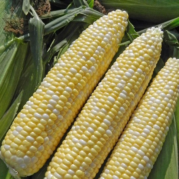 Allure Hybrid Sweet Corn Seed (sy)