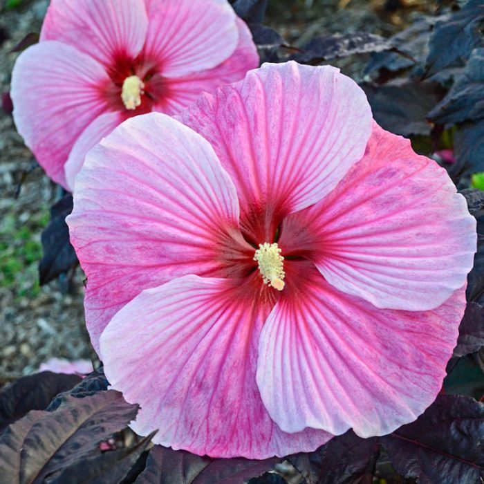 Starry Starry Night Hibiscus Plant